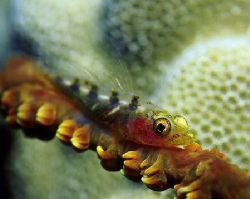 Whip coral goby; Lanai Lookout, Oahu, Hawaii. by Glenn Cummings 